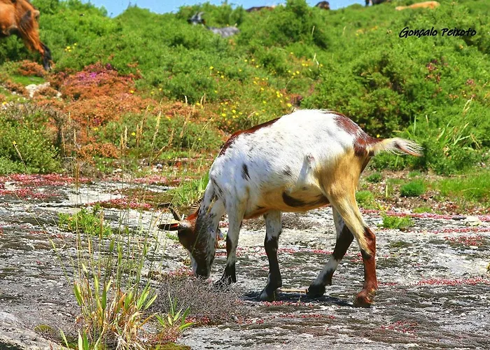 Corredoura Garden Konukevi 3*