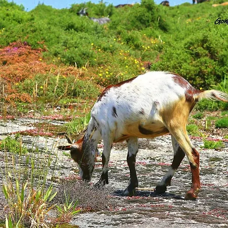 Corredoura Garden Guest house 3*